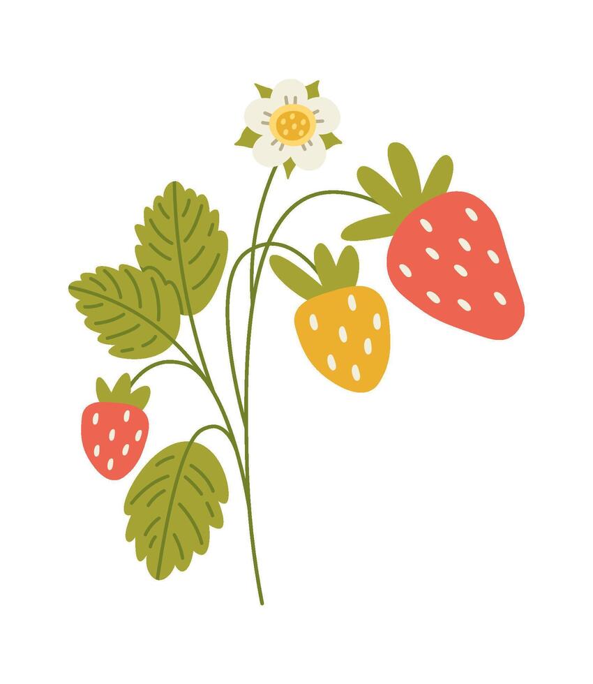 Strawberry plant with berries and flowers flat illustration Flat Illustration Icon vector