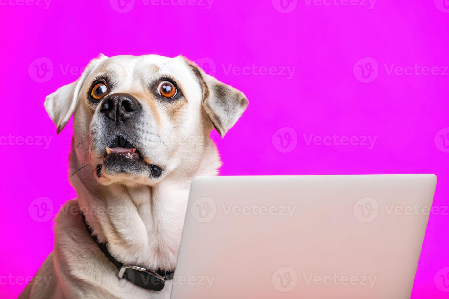 A labrador looks at a laptop screen with surprise on a bright purple background photo