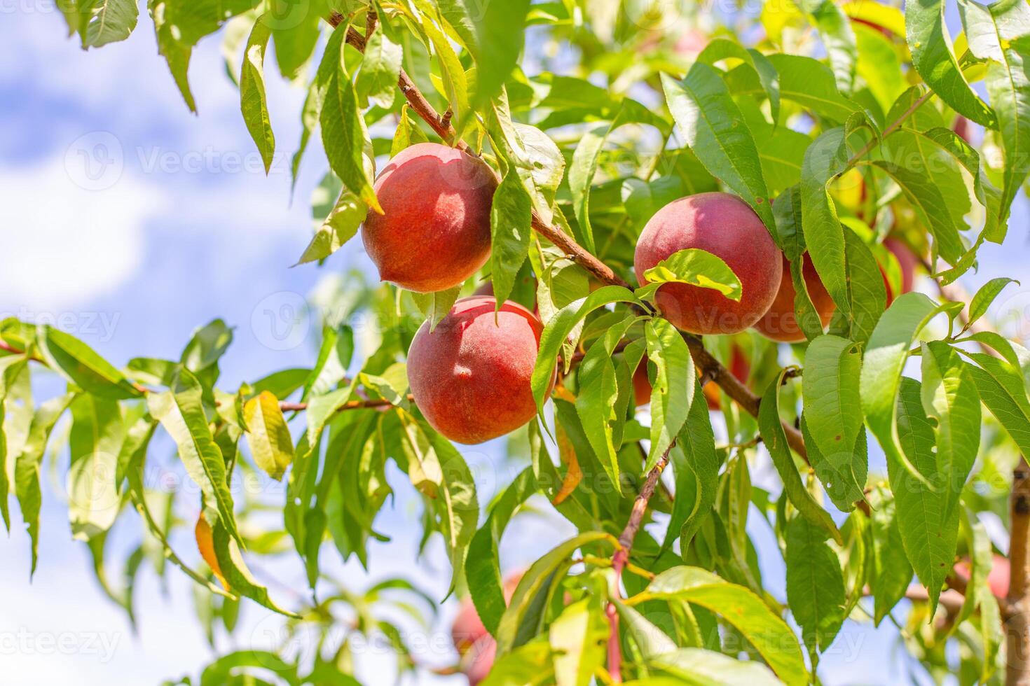 Ripe peaches hang heavily on a tree branch, bathed in sunlight. photo