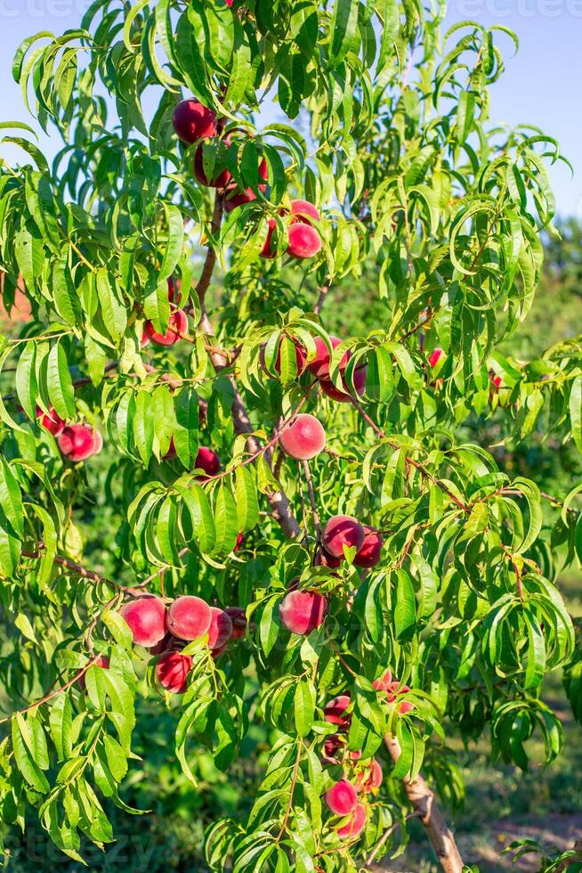 A tree with ripe red peaches hanging from its branches photo
