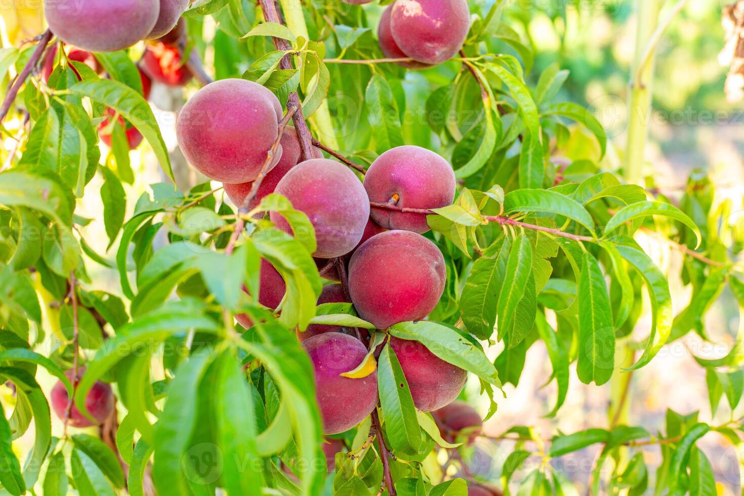 Closeup of red ripe peaches on a branch growing on a peach tree in an orchard on a summer day. photo