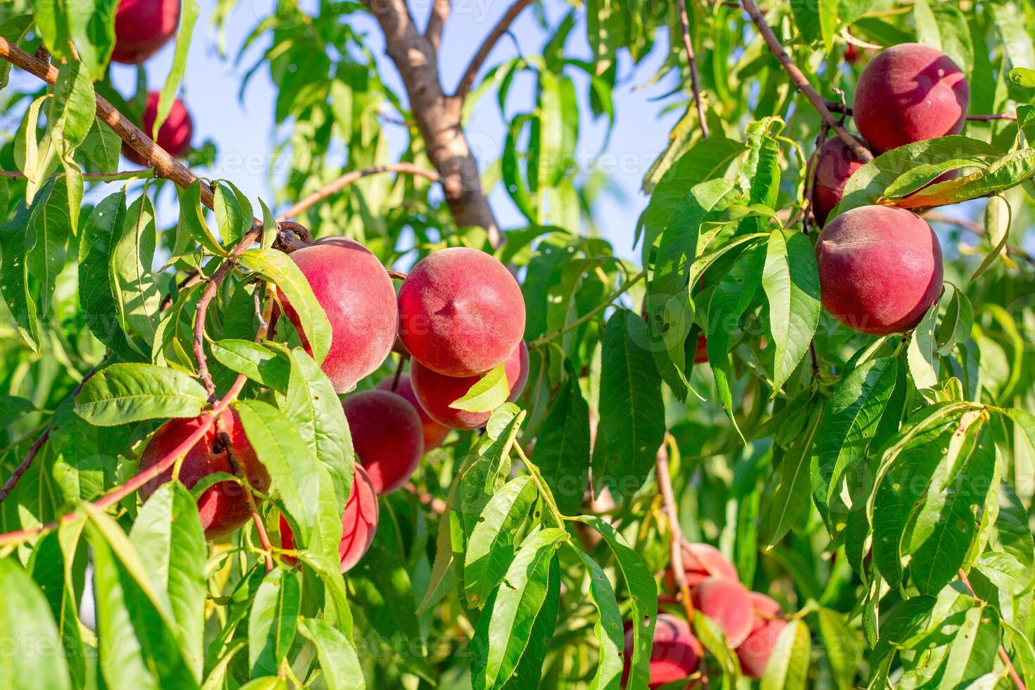 A branch of a peach tree has several red fruits and green foliage photo