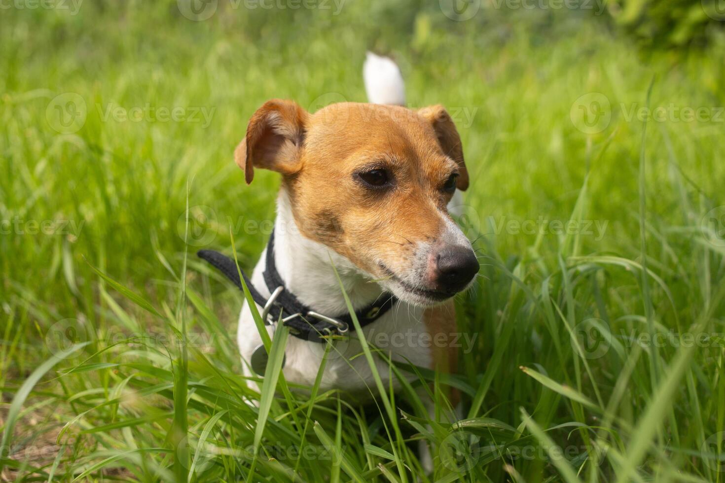 A cute Jack Russell Terrier dog stands in a grass in the field. Pet portrait with selective focus and copy space for text. Domestic animal photo