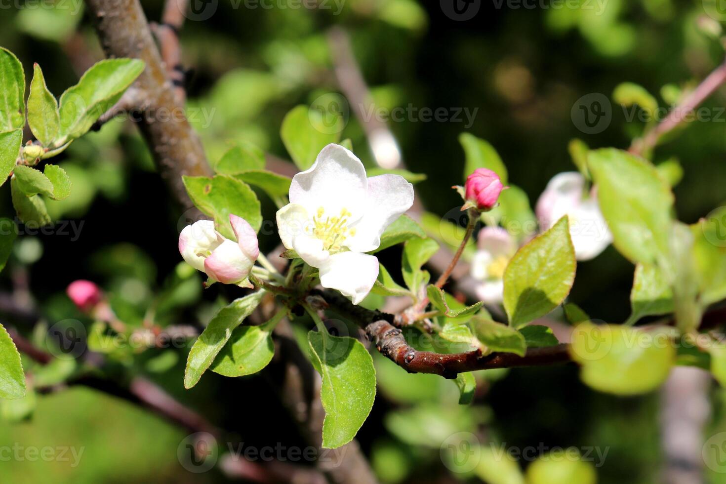 Blooming apple tree branch with white flowers and pink buds photo