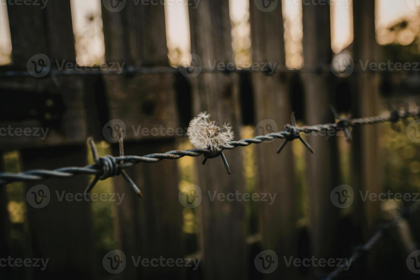 A photograph of a section of weathered barbed wire photo