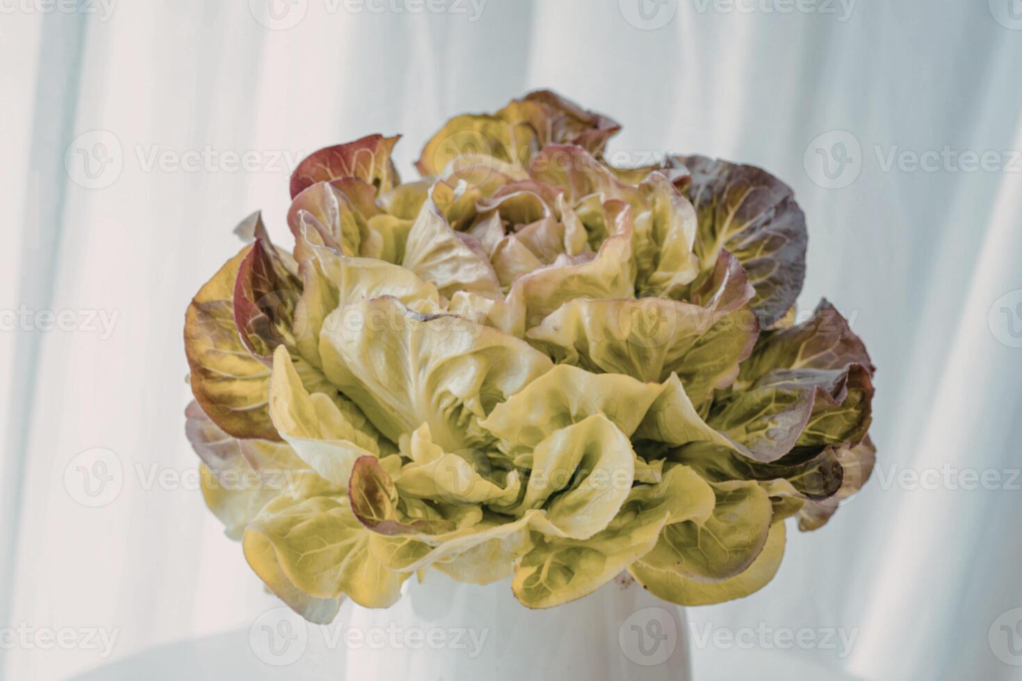 A photograph of a single, vibrant head of lettuce photo