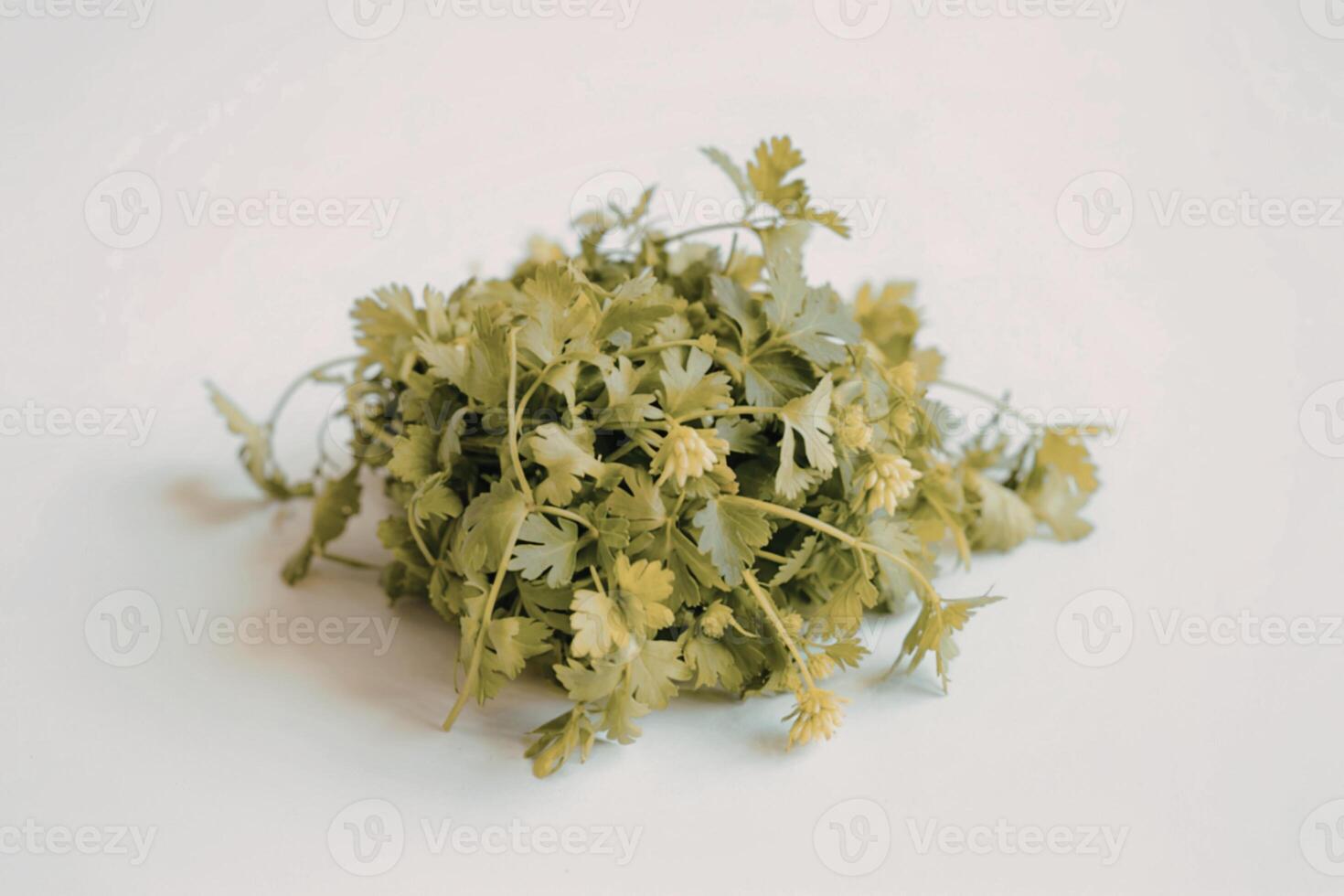 a cluster of fresh coriander leaves photo