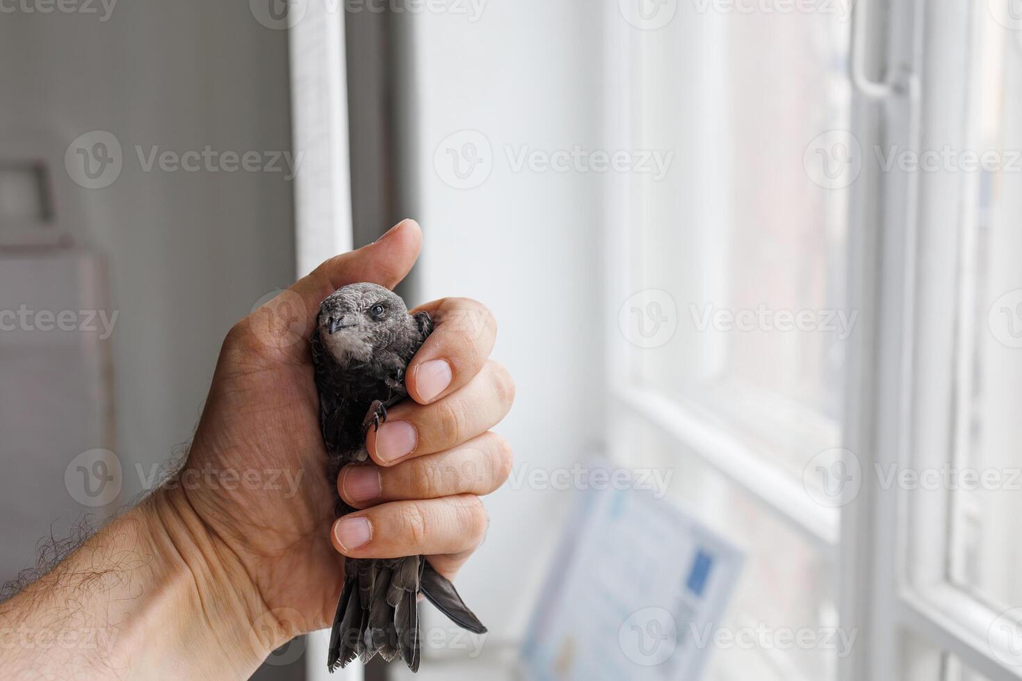 Close up of a swift bird in a hand symbolizing care compassion and connection with wildlife photo