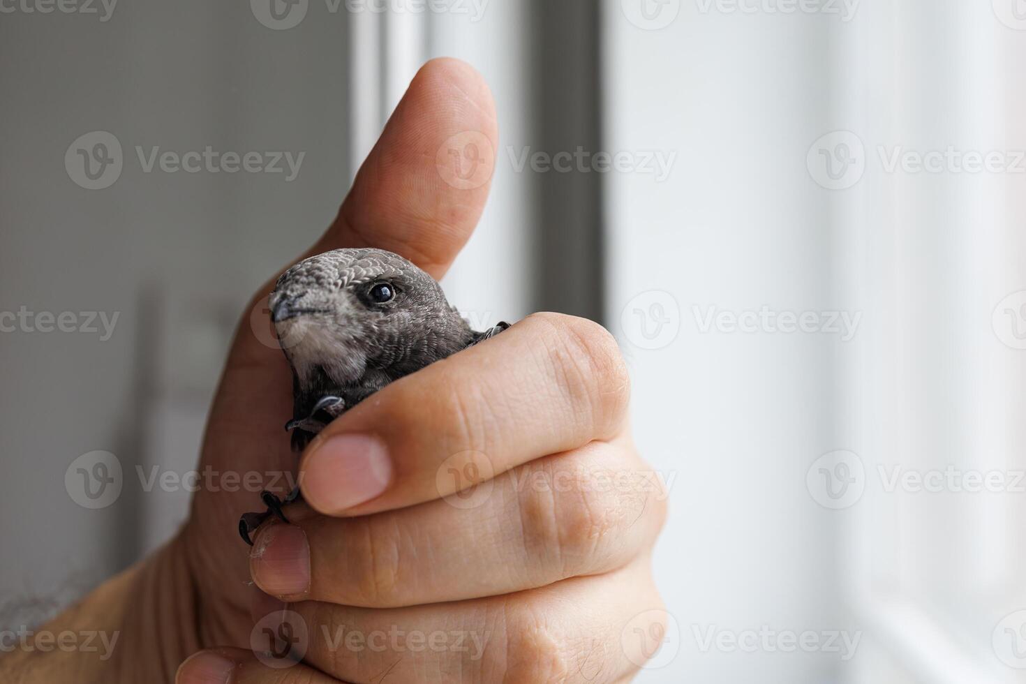 A man carefully holds a black swift bird after it flew indoors showing empathy and delicate care photo