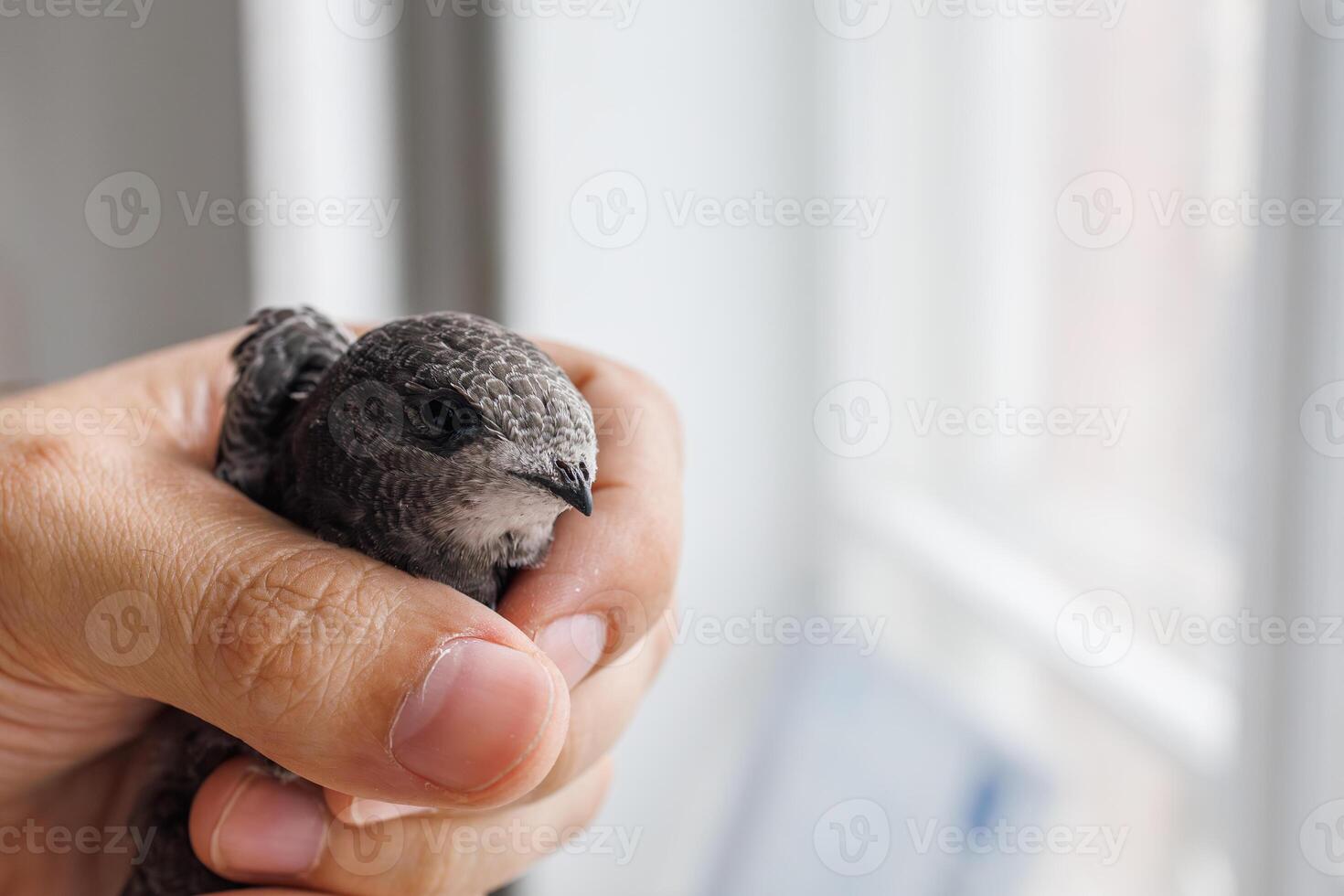 A swift bird sits quietly in a man's hand showing trust and harmony between nature and people photo