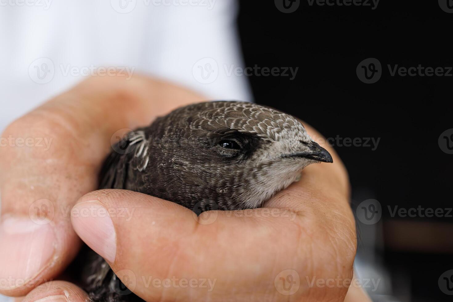 A swift bird that flew into an office rests quietly in a caring human hand close up photo