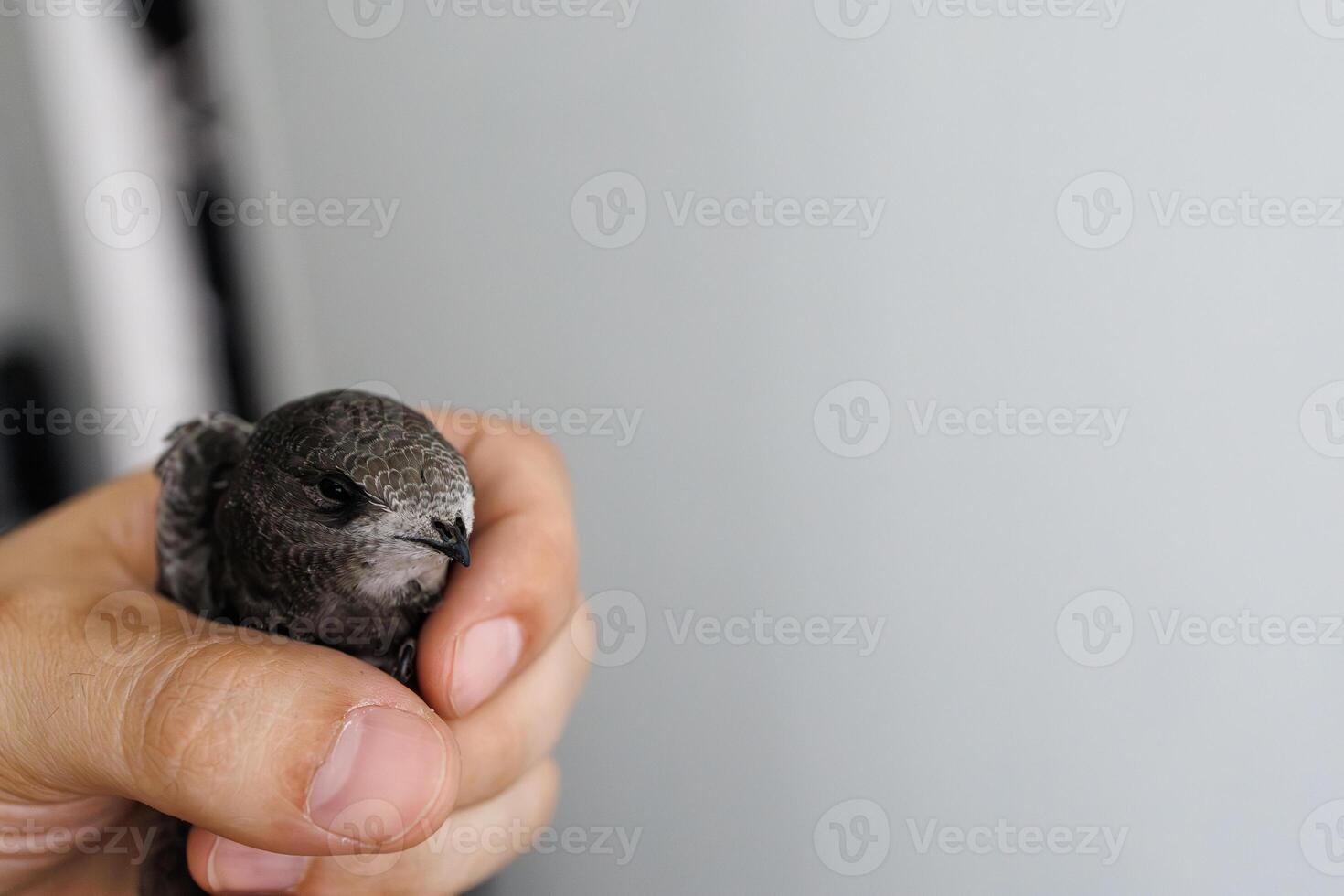 A close up of a male hand gently holding a swift bird indoors with soft daylight and blurred background photo