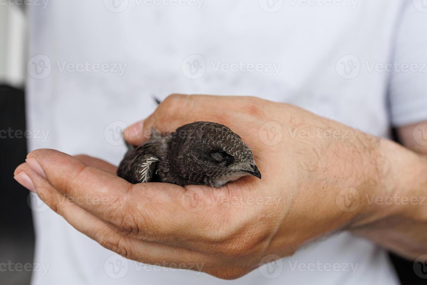 A small swift bird held gently by a man with soft light showing detail and emotional warmth photo