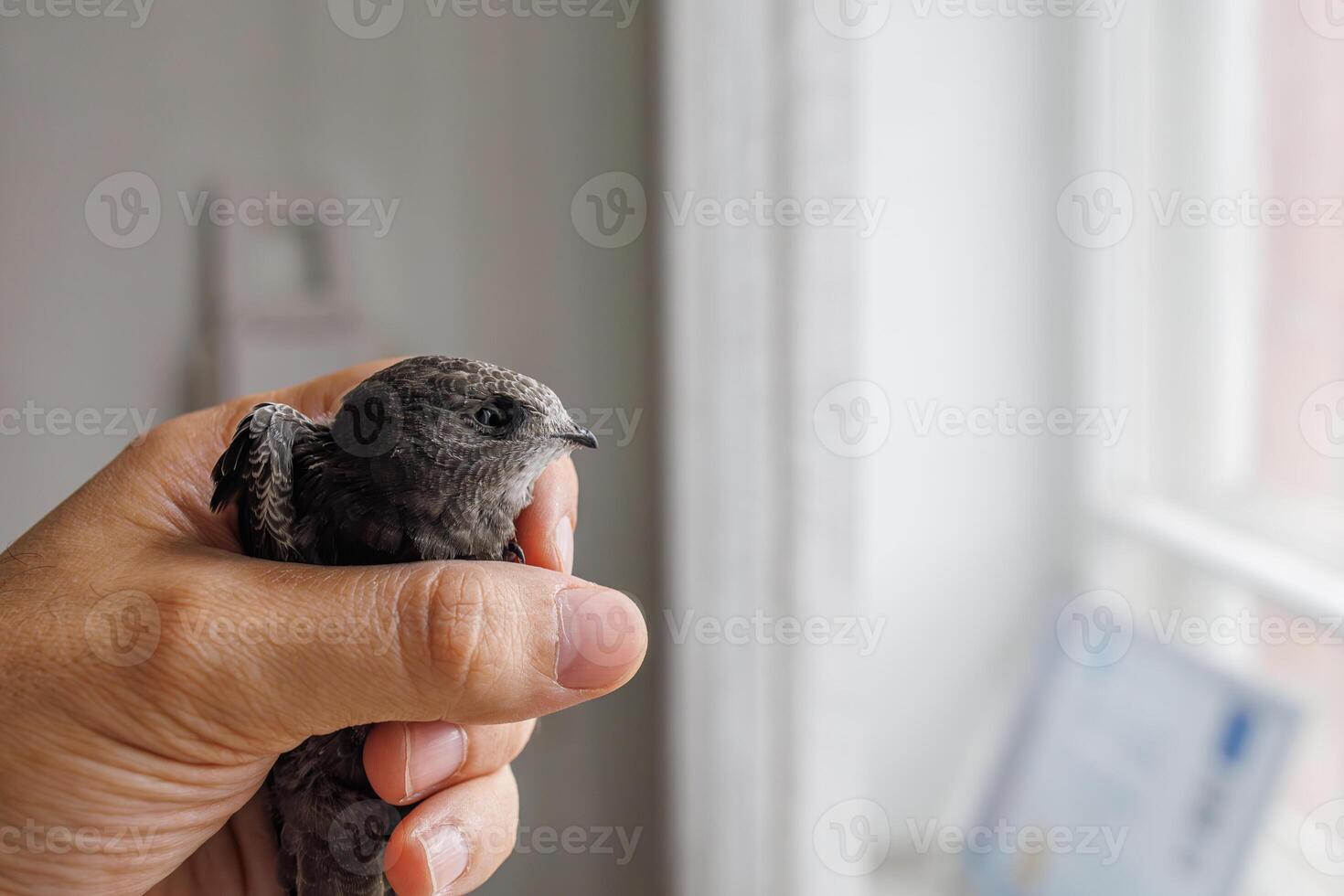 A small black swift calmly rests in a man's palm after flying into an office through an open window photo