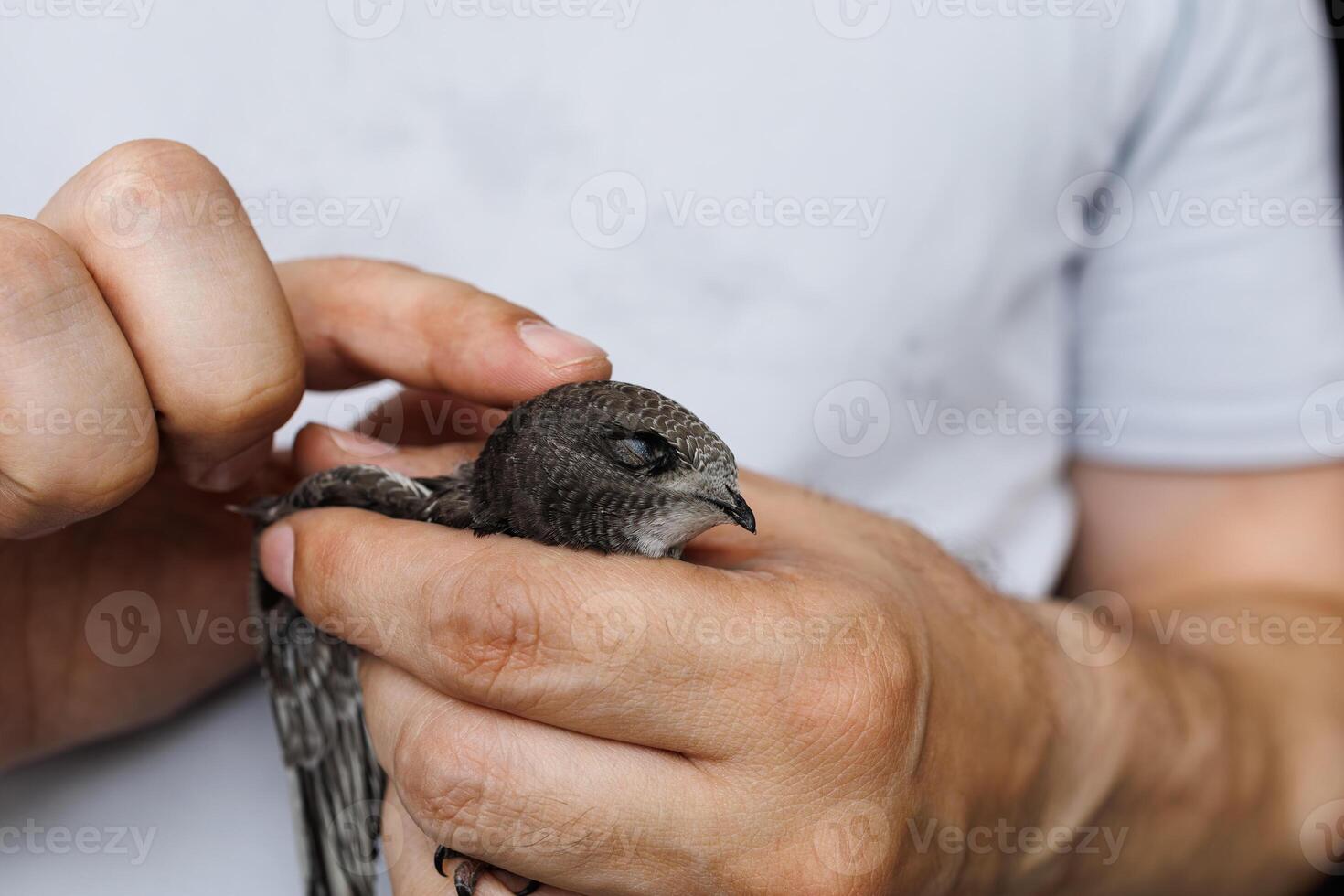 A peaceful swift bird rests in a human palm highlighting nature and human interaction photo