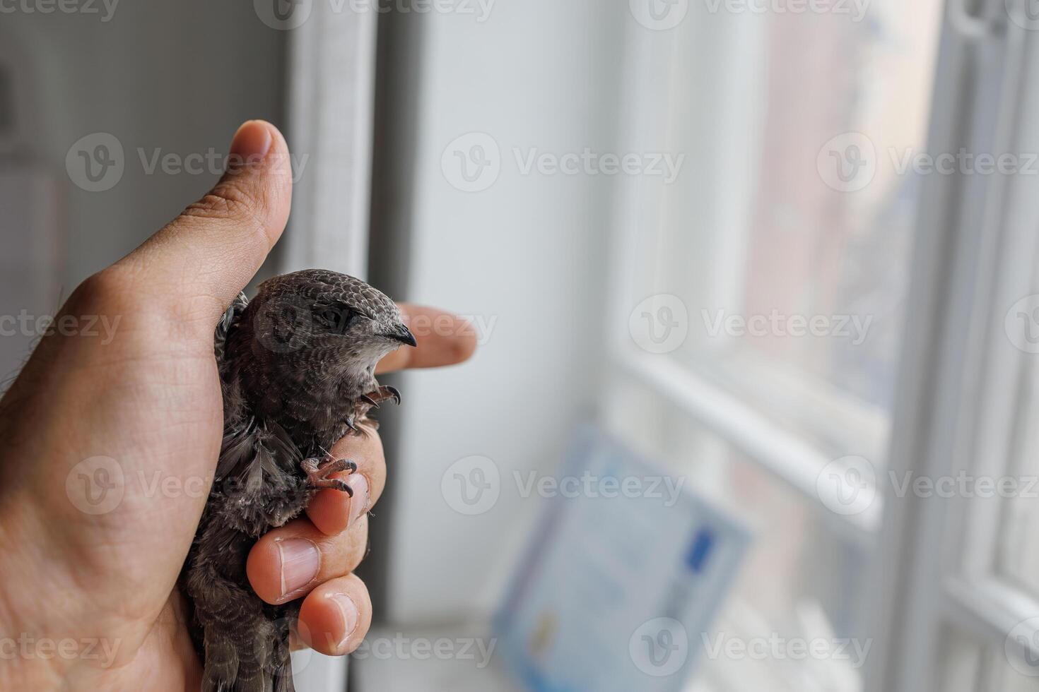 A dark feathered bird curled up calmly in a man's hand after accidentally entering a building photo