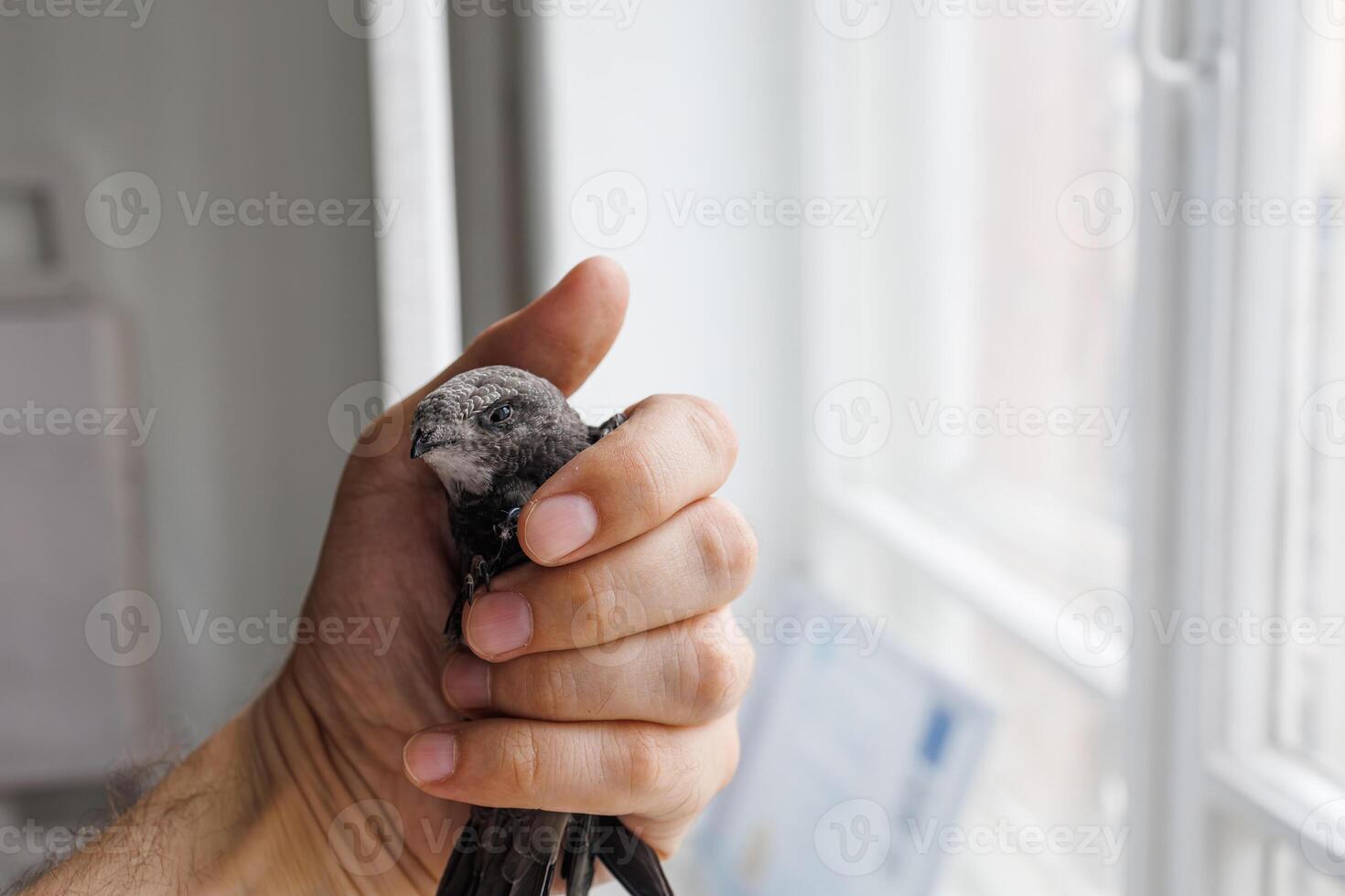 A swift bird found in an office gently held by a man under soft natural light and shallow depth of field photo