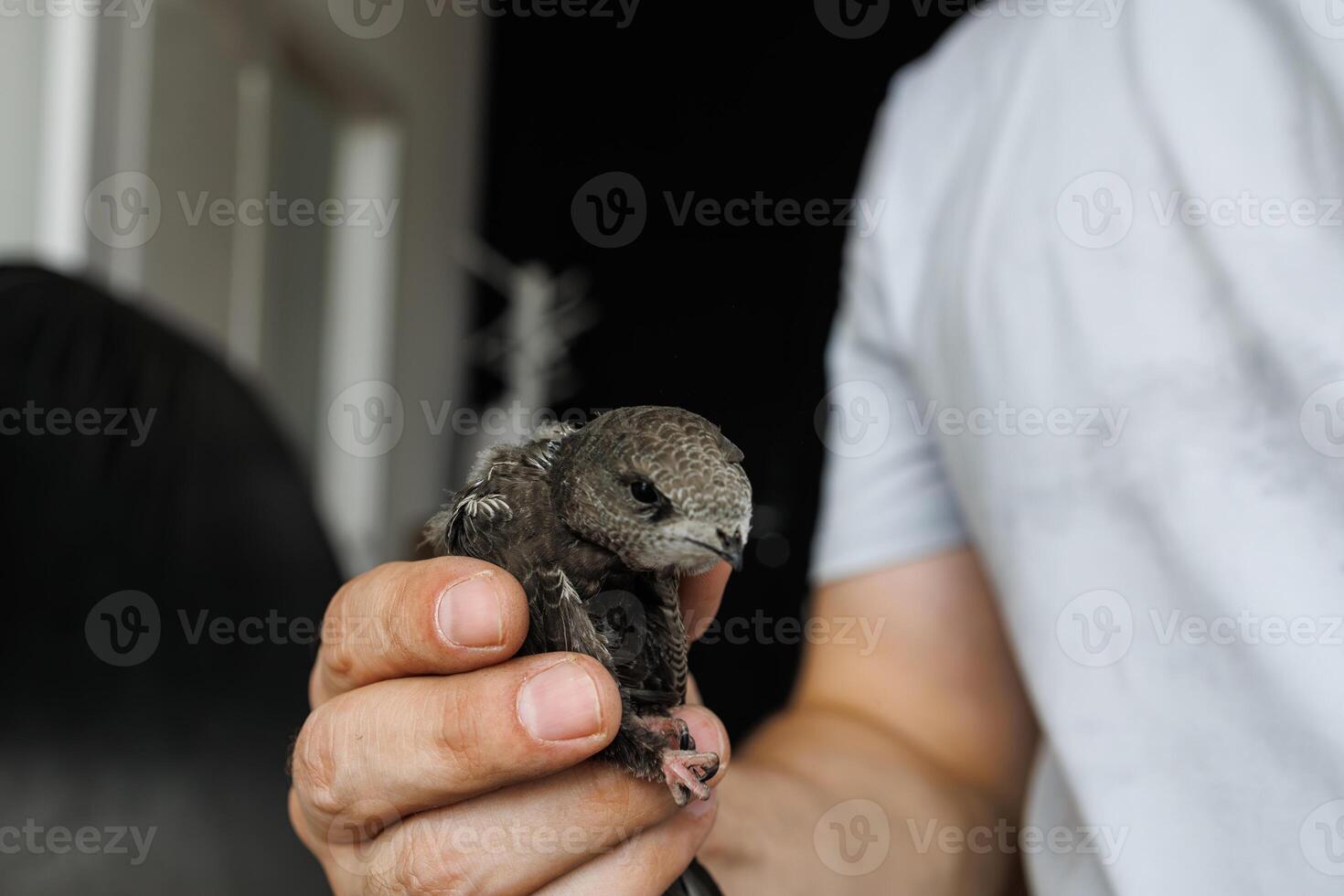 A black swift bird rescued indoors held softly in a man's hand with focus on detail and trust photo