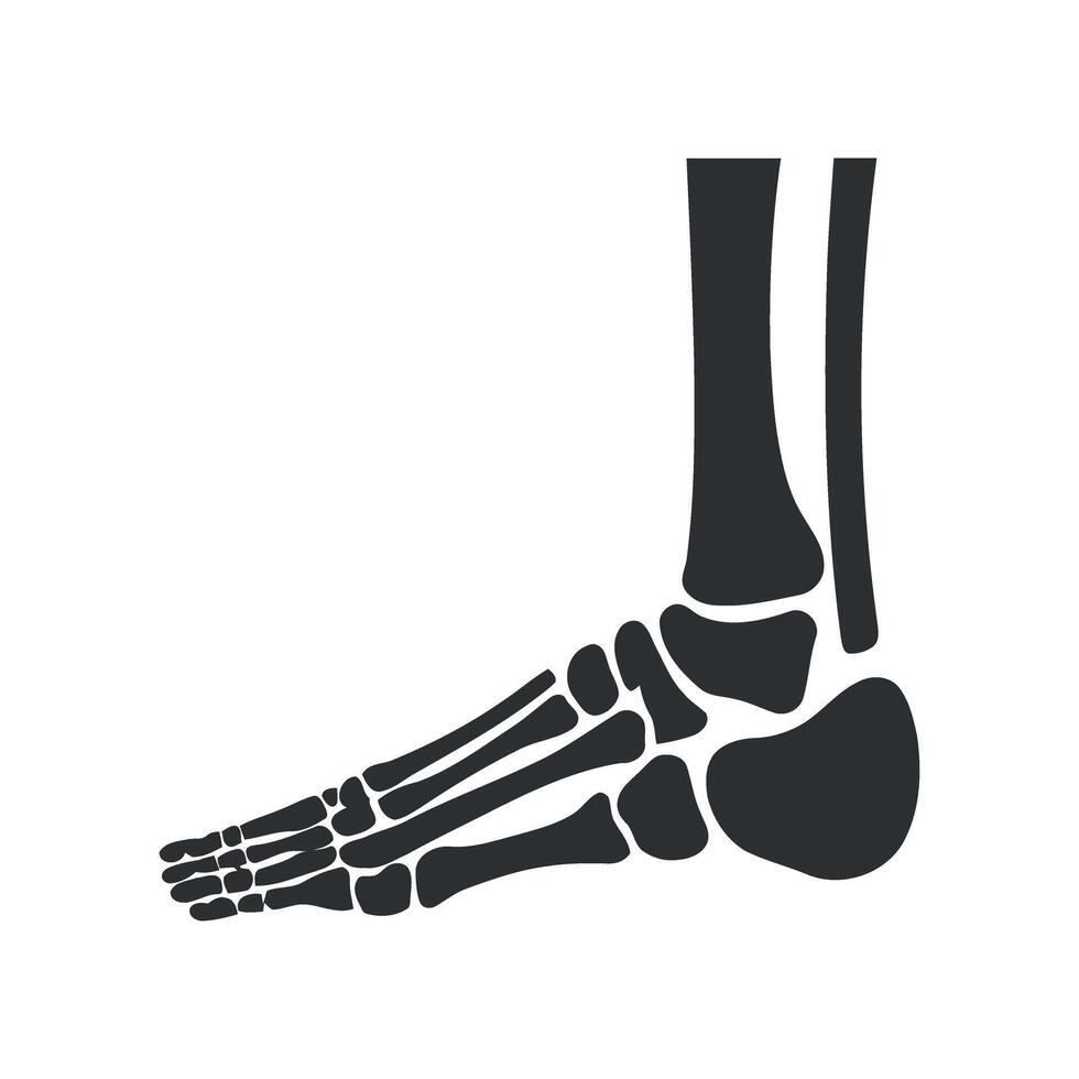 Foot Skeleton Anatomy Illustration Detailed Depiction of Human Foot Bones for Educational Medical and Anatomical Purposes with Accurate Bone Structure vector