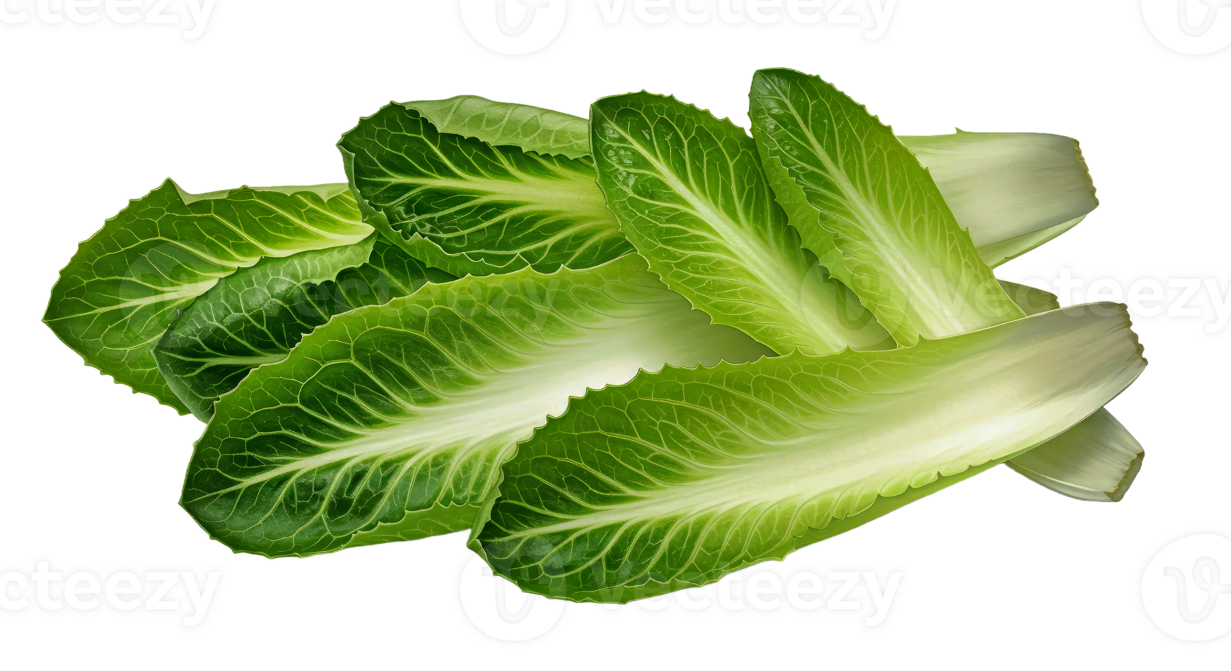 Vibrant Mix of Frisee and Escarole Leaves in a Fresh Composition png