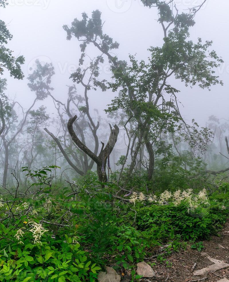 Misty forest in the mountains. Summer taiga in fog. Mysterious foggy forest, photo