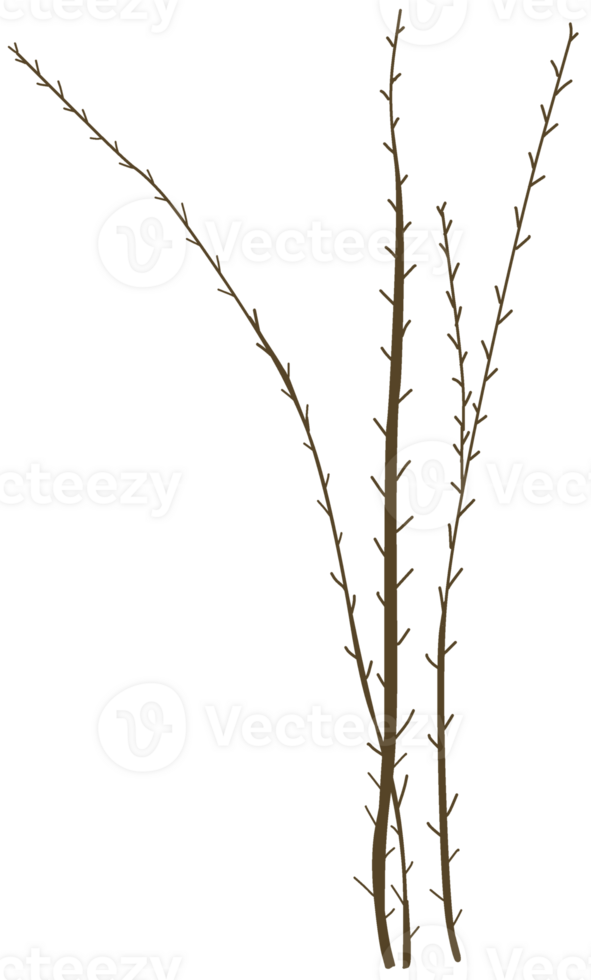A bush with leaves and branches dry png