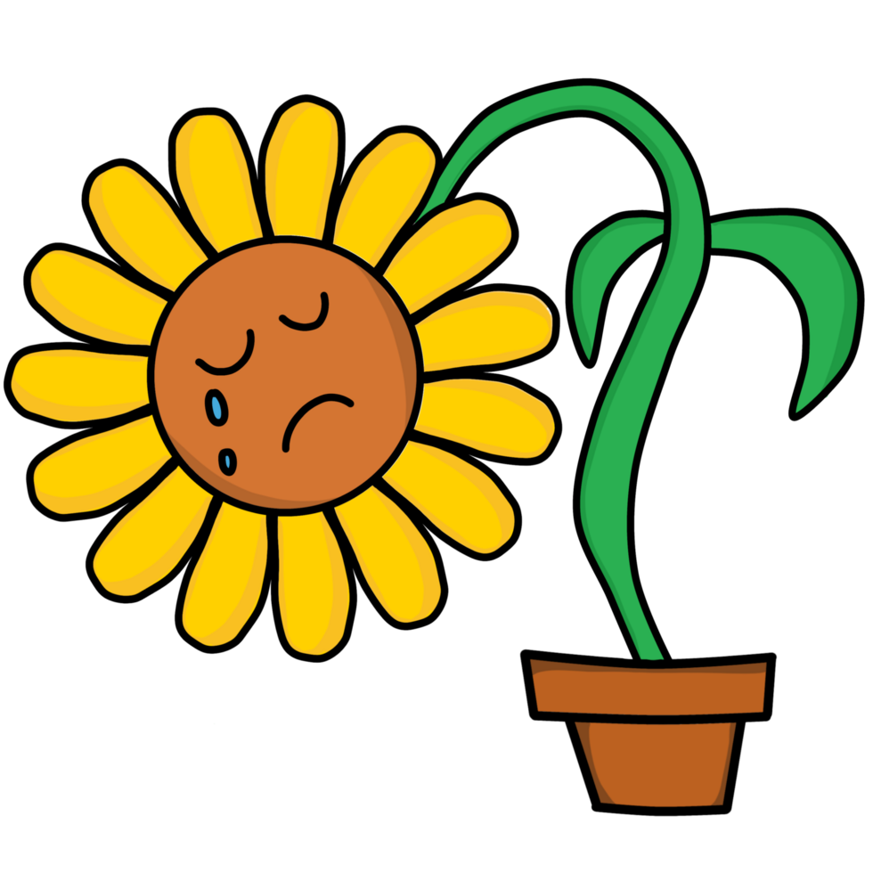 cartoon sunflower with a drooping head and a crying face png
