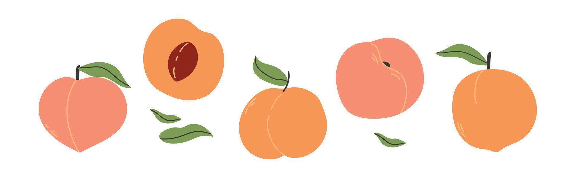 Set of abstract apricots. Simple apricot. Organic fruit for juice, smoothie or healthy food. Fruit collection design for interior, poster, banner. vector