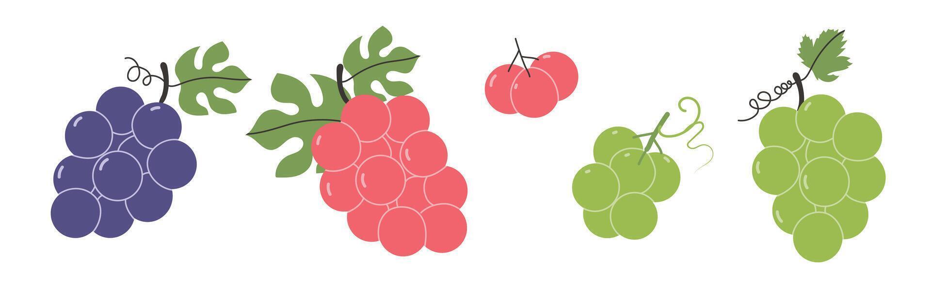 Set of abstract grapes. Simple grape. Organic fruit for juice, smoothie or healthy food. Fruit collection design for interior, poster, banner. vector