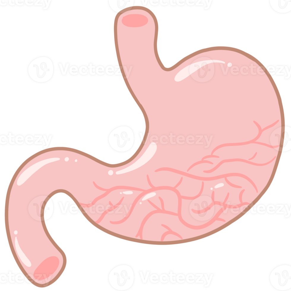Anatomy of the stomach Pastel Cute png