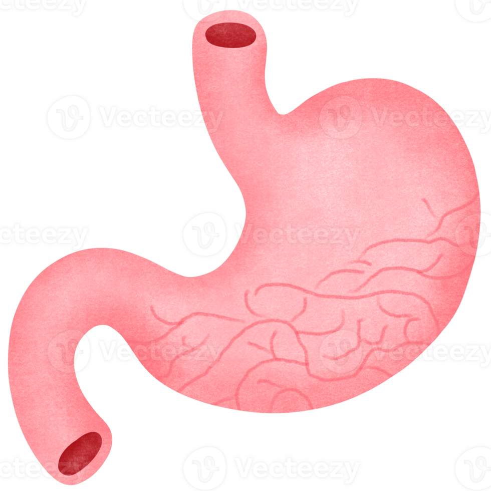 Anatomy of the stomach Virtual png