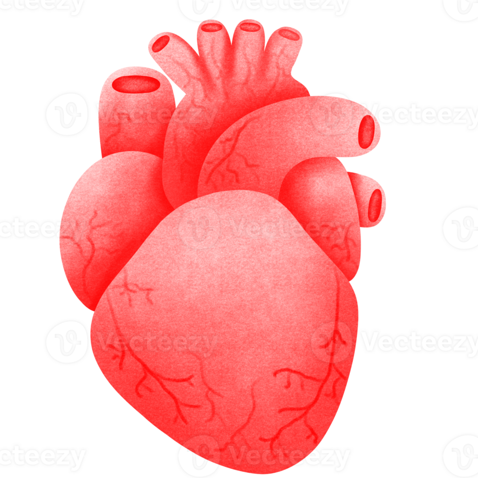 Anatomy Heart Red png
