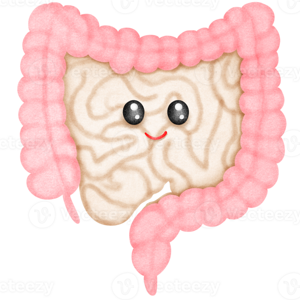 Cartoon Human Intestinal Anatomy png