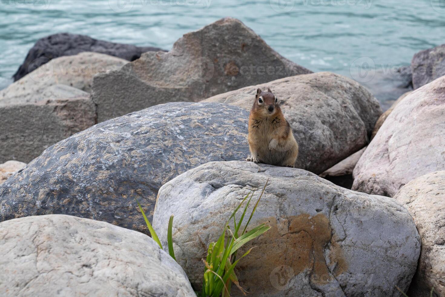A small animal sitting on a rock near the water photo