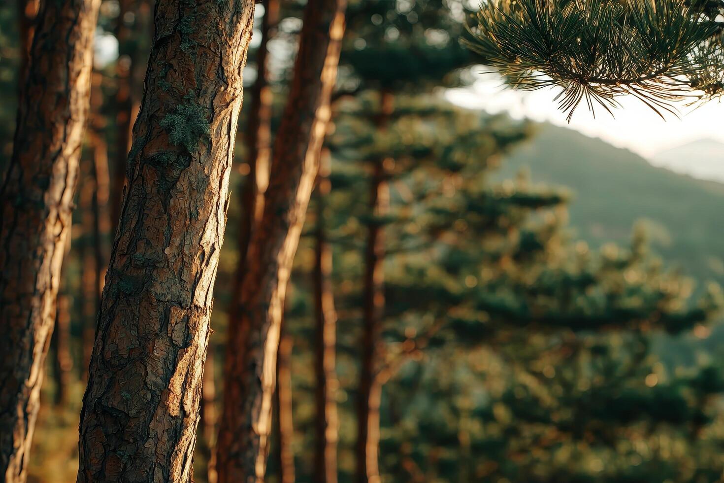 Natural, fresh, and clean pure air from mountain forests. Serene forest scene with trees and soft bokeh background. photo