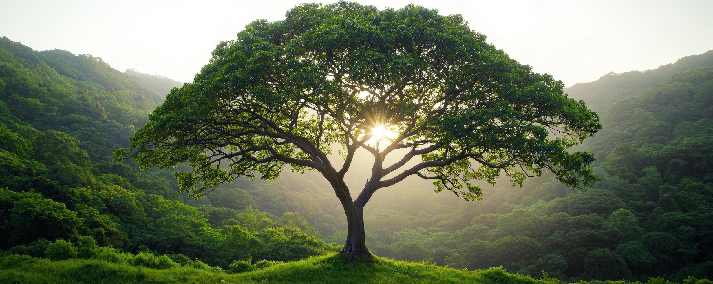 The serene, misty tree breathes lush, refreshing oxygen. Majestic tree with sunlight filtering through lush green hills. photo