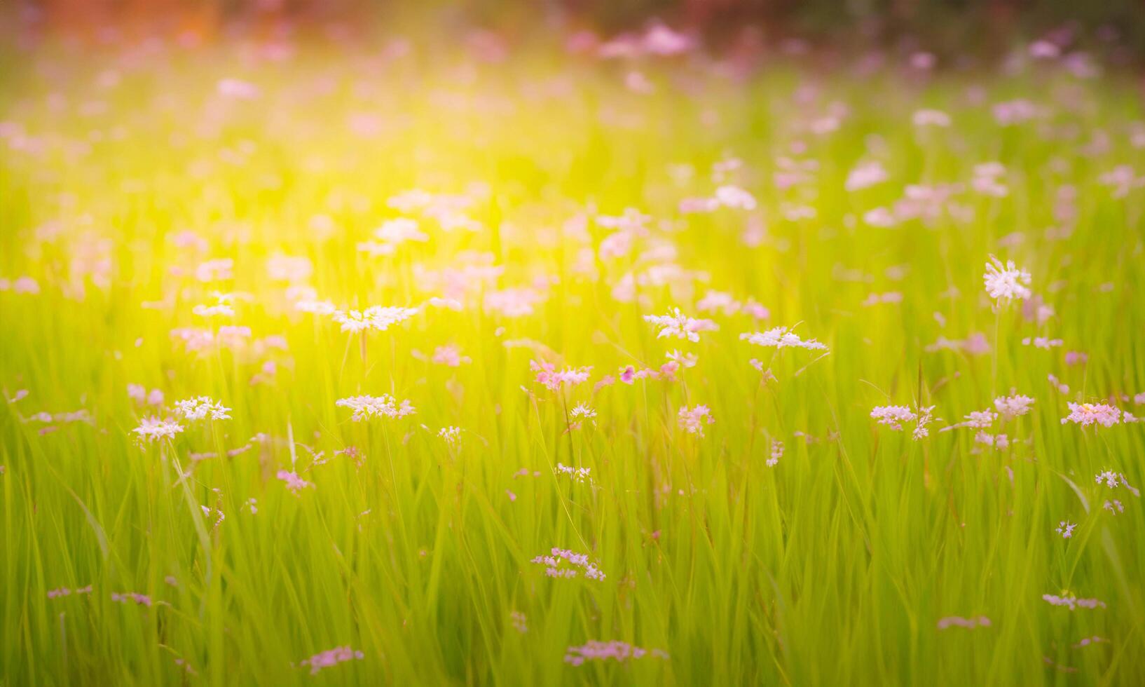 Idyllic relaxing background landscape with lawn, tiny wildflowers, fog and blurred background. photo