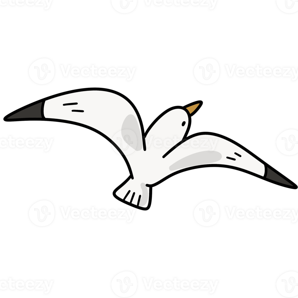 White coastal seagull with wings png