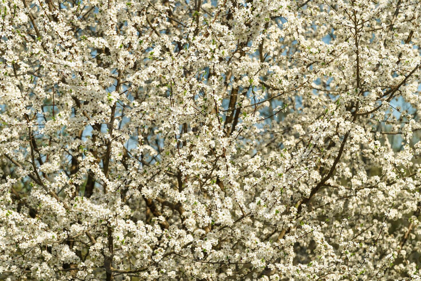 White spring flowers on a blooming tree branches with small blossoms and vibrant blue sky. Nature background for seasonal design. photo