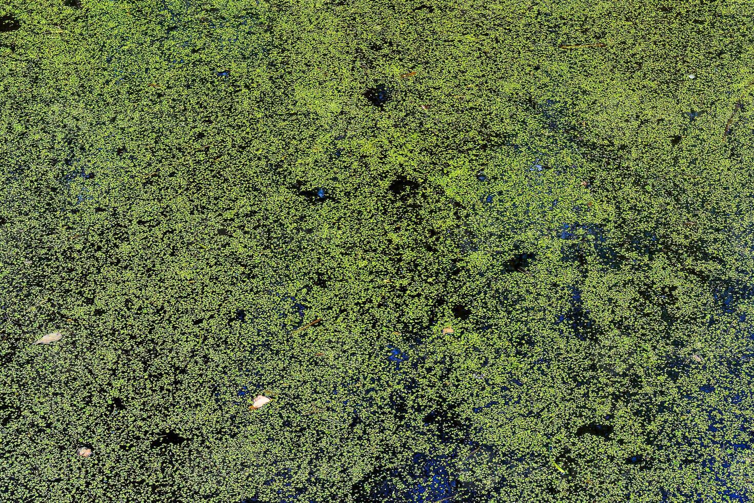 Green duckweed covering the surface of a pond, creating a natural abstract background. Algae bloom on water. Organic texture. photo