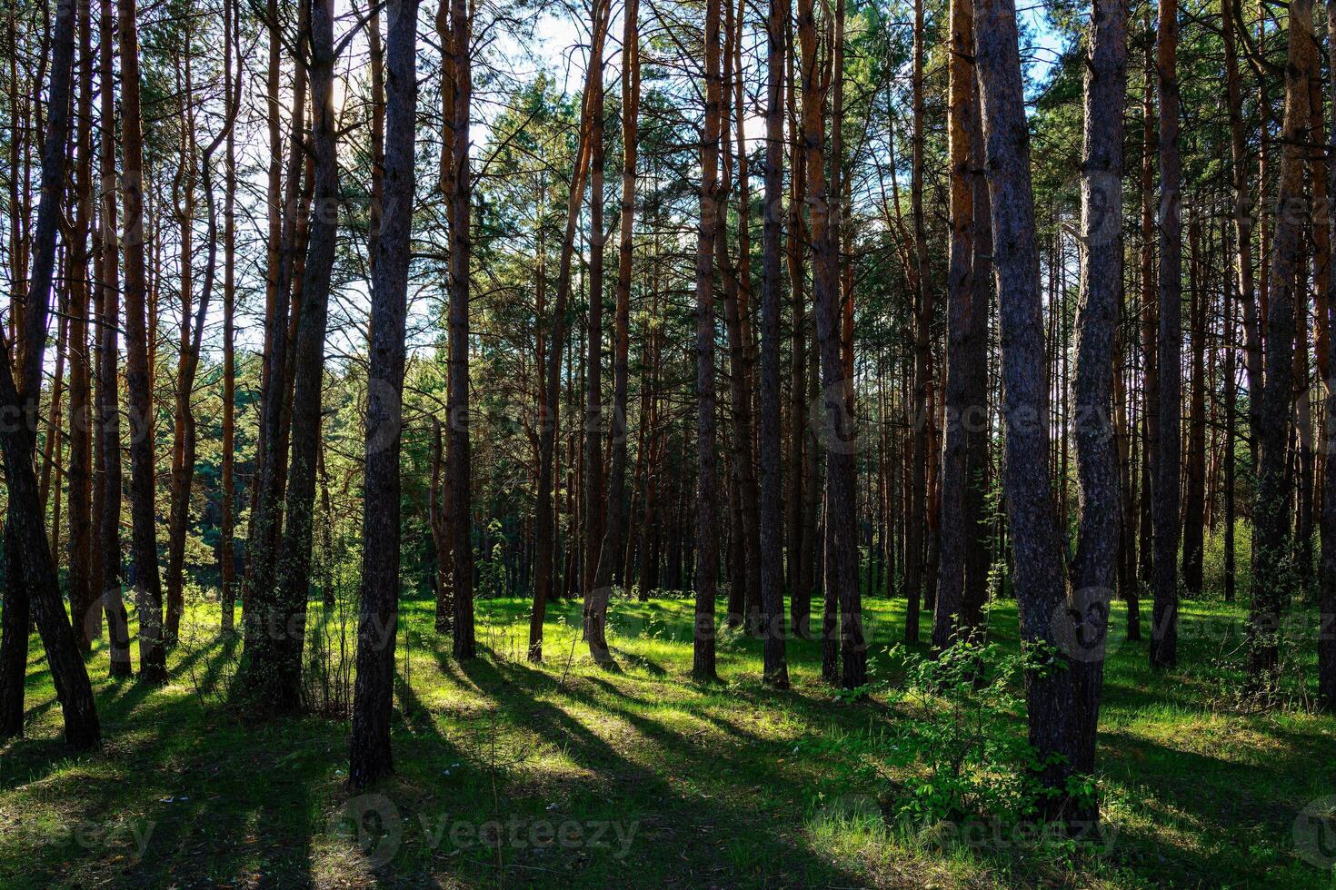 Sunlight illuminating green grass and tree trunks in a forest, creating natural reflections and shadows. A beautiful spring or summer woodland scene. photo