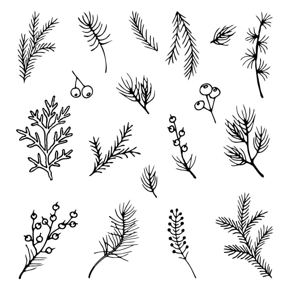 Set of tree branches of pine, spruce, juniper, thuja, hand-drawn in cartoon style for decoration. Outline drawing of tree branches. vector