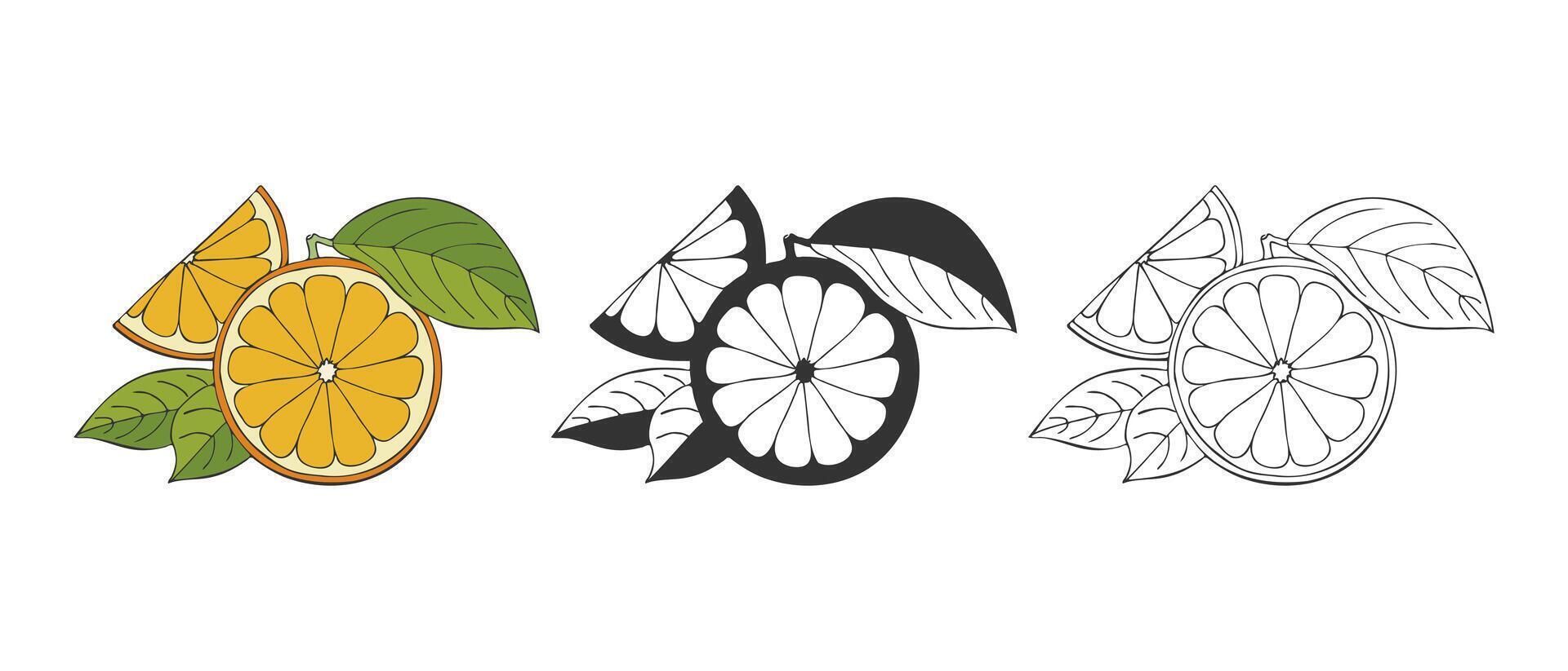 Citrus orange icons set, hand drawind doodle, contour and silhouette fruits with leaves. Isolated on white background. vector