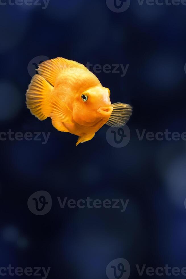 Red Parrot Cichlid fish in aquarium. Orange Parrot fish on background blue water photo
