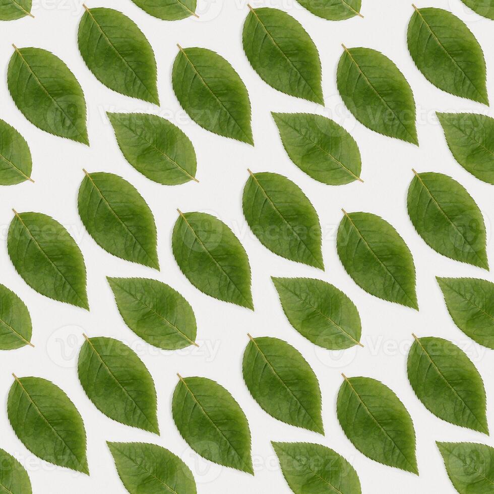 Pattern with Natural green leaves backgroun. Minimal Flat lay ecology friendly concept photo