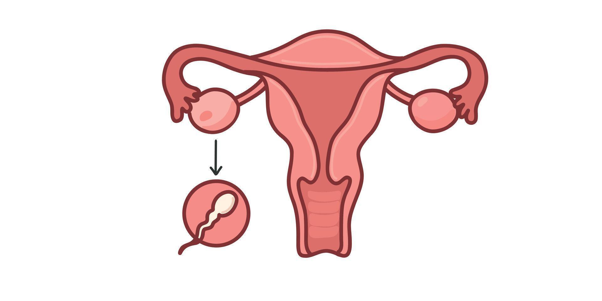 Uterus and ovaries vector