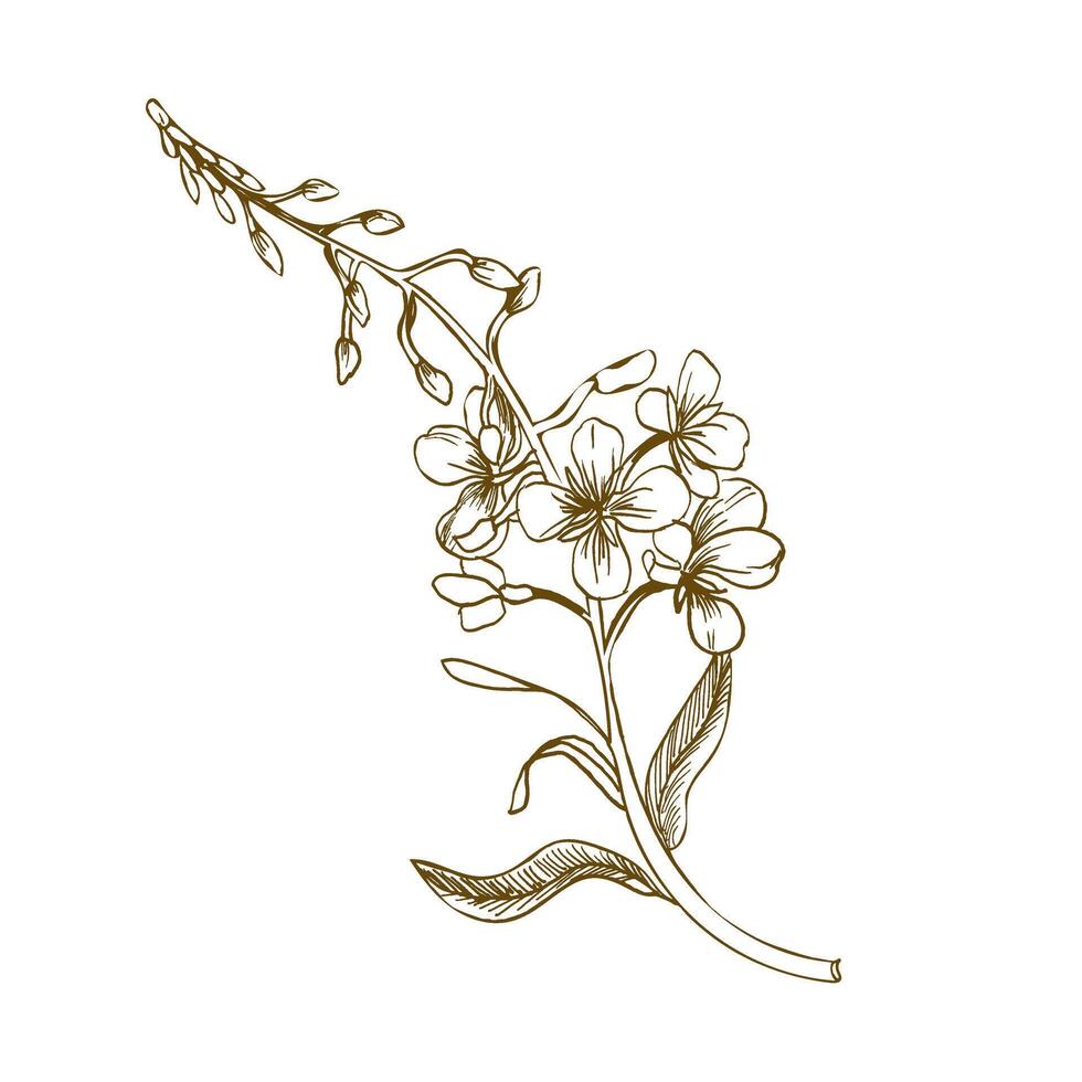 Willow herb pink Epilobium flowers ink graphics illustration. Hand drawn fireweed engraving clipart. Medical meadow botanical grass for cosmetics, slice, tea packing design vector