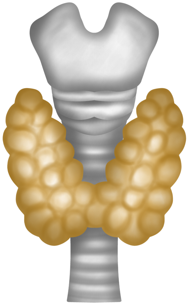 Hand drawn watercolor illustration of thyroid gland png