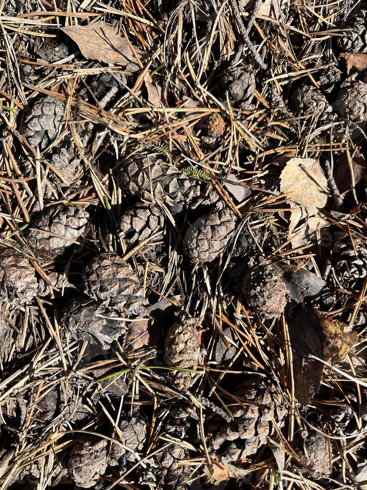 background, texture, nature, close-up cones pine needles photo