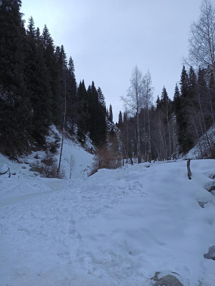 Winter Landscape of Snow-Covered Forest and Mountains. Almaty, Kazakhstan photo